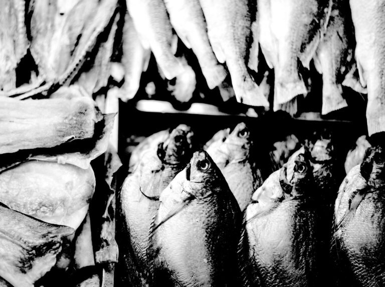 Fish